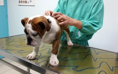 L’ostéopathie chez les animaux