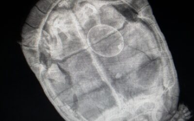 Imagerie médicale