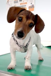 L’apprentissage de la propreté chez le chiot
