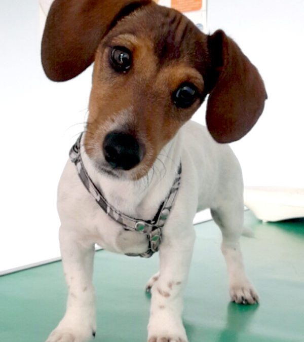 L’apprentissage de la propreté chez le chiot