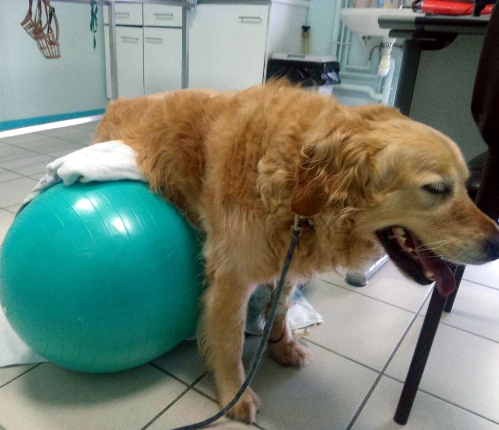 chien physiothérapie