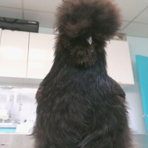 La poule en tant qu’animal de compagnie