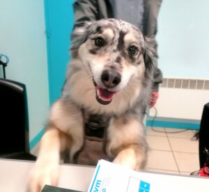Le chien (canis lupus familiaris)