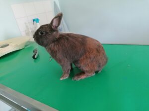 Les rongeurs et lapins