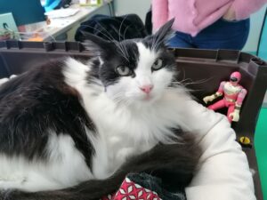 Les chats (Felis sylvestris)