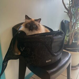 Déménager avec un chat