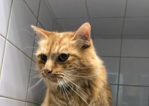 L’hyperthyroïdie