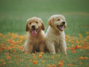 Un nouveau chiot à la maison