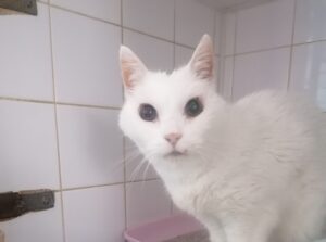 L’insuffisance rénale chez le chat