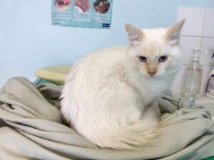 Pourquoi les chats blancs sont-ils plus fragiles ?