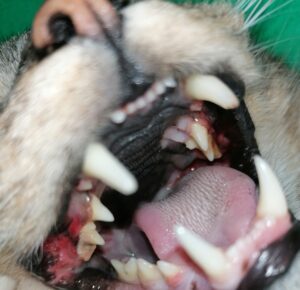 La calicivirose du chat