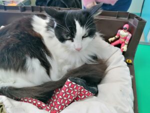 Comment réduire le stress chez le chat Lors des visites chez le vétérinaire