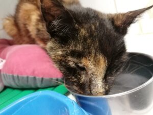 FIV/FeLV
