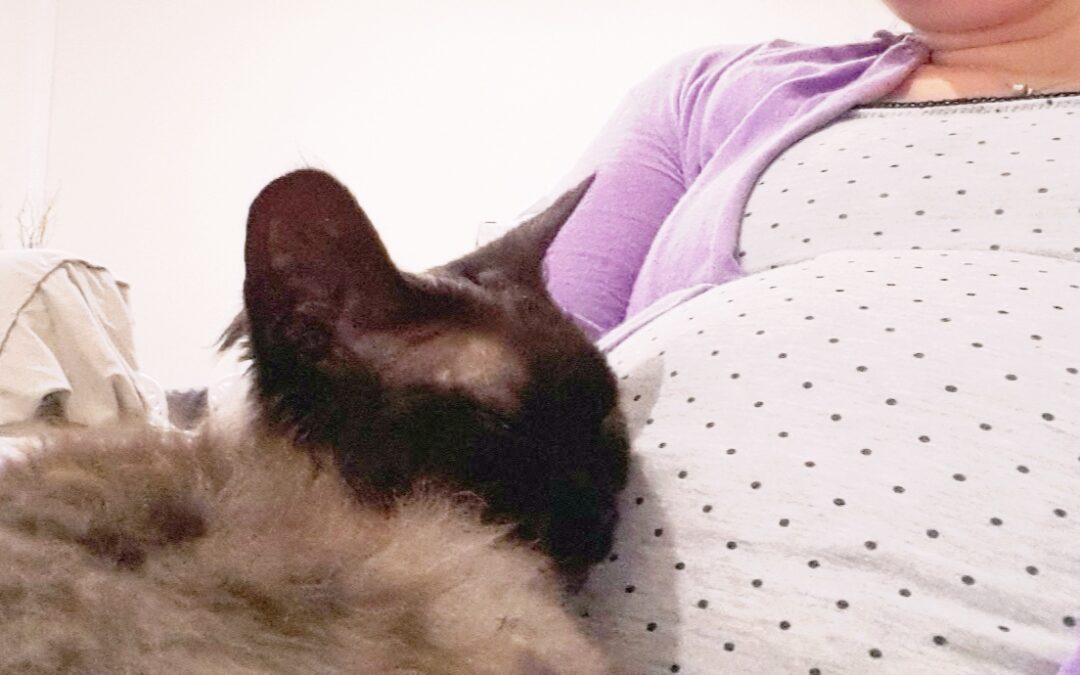 La toxoplasmose