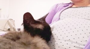 La toxoplasmose
