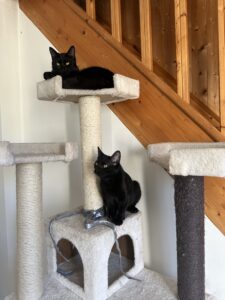 Comment choisir un griffoir pour son chat