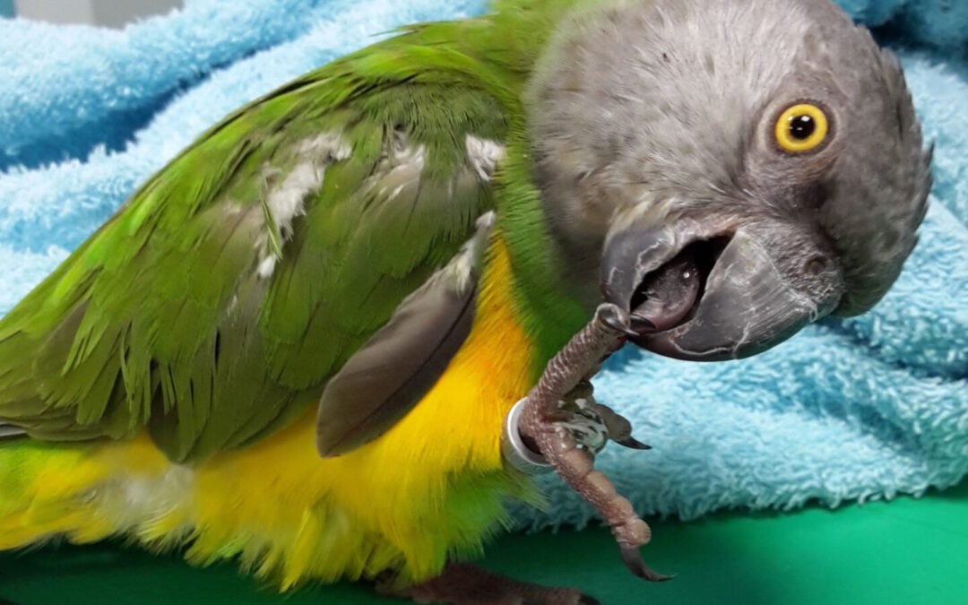 Le picage chez les perroquets