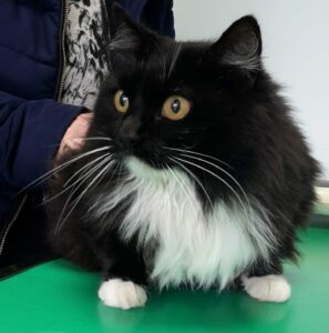 Une nouvelle solution pour réduire l’allergie aux chats