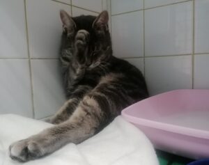 Le syndrome du prurit cervico-facial du chat