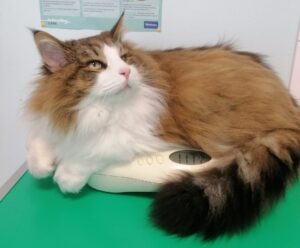 La lipidose hépatique chez le chat