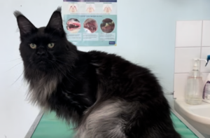 La cardiomyopathie hypertrophique du Maine Coon (HCM)