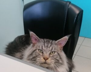 Le diabète sucré et le syndrome de Cushing chez le chat