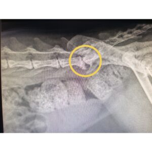 L’arthrose chez le chat