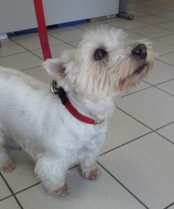 Les troubles prostatiques chez le chien