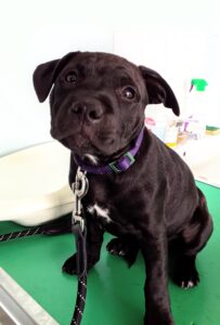Choisir son chien