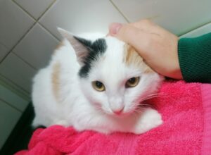 Les chaleurs chez la chatte