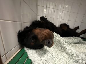 Apnée du sommeil chez les chiens