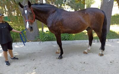 Les chevaux