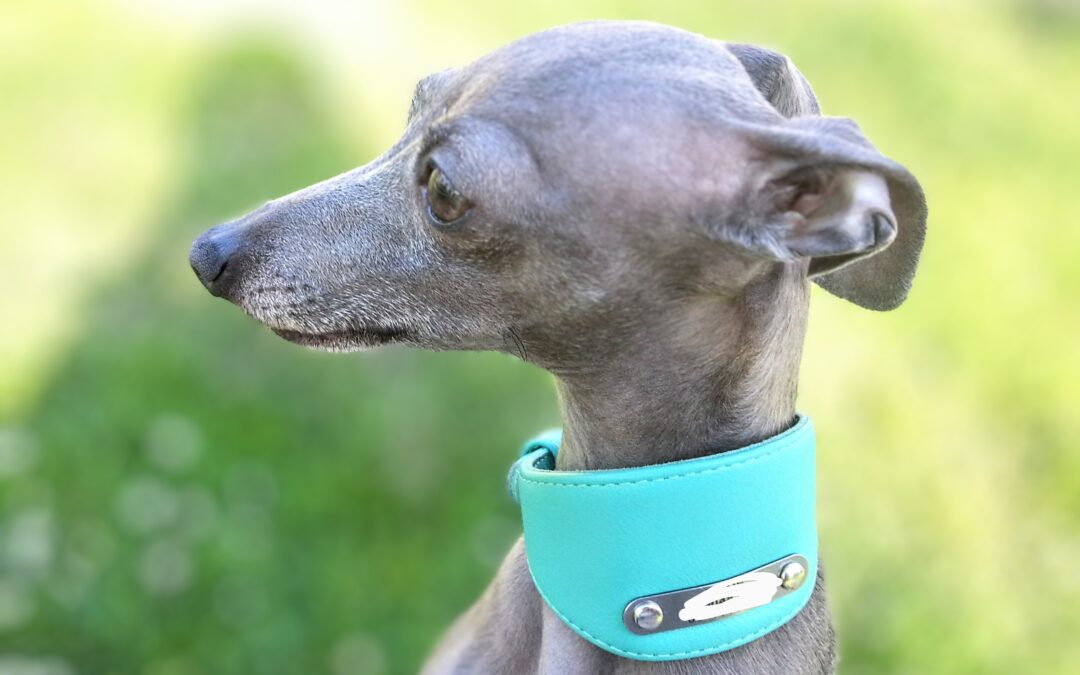 L’anxiété chez le chien