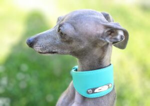 L’anxiété chez le chien