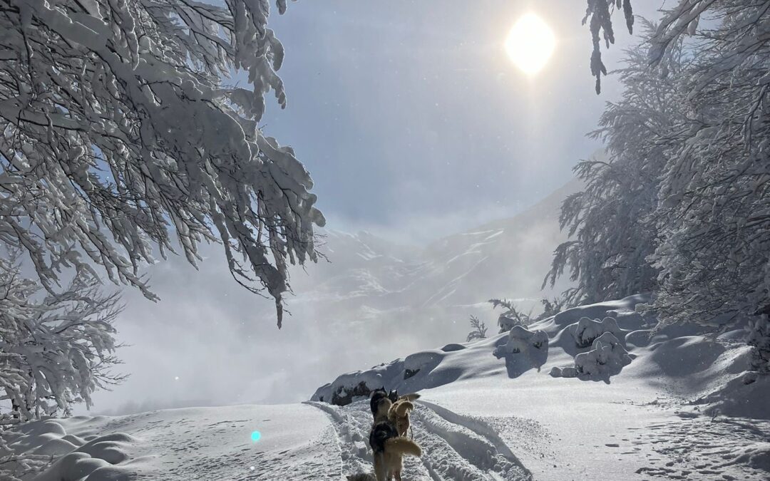 Emmener son chien sur la neige