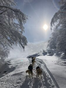 Emmener son chien sur la neige