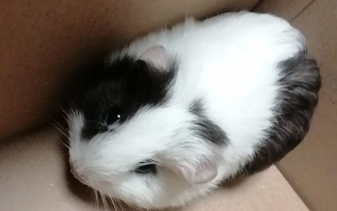 L’Hypovitaminose C du Cochon d’Inde