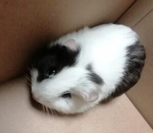 L’Hypovitaminose C du Cochon d’Inde